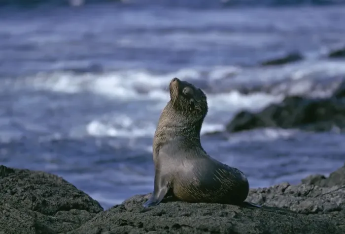 Framed Print : Galapagos Fur Seal - On rock. Galapagos Islands Framed Print : Galapagos Fur Seal - On rock. Galapagos Islands