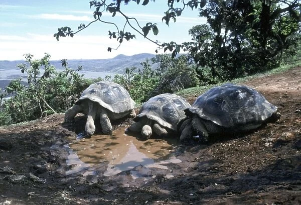 Galapagos Giant Tortoise - 3 drinking from pool - Isabella Island, Galapagos AU-683