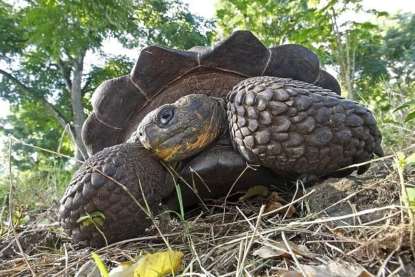 Galapagos Giant Tortoise - Cerro El Chato - Santa Cruz - Galapagos islands