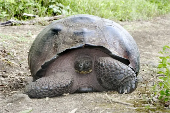 Framed Print : Galapagos Giant Tortoise. Galapagos islands