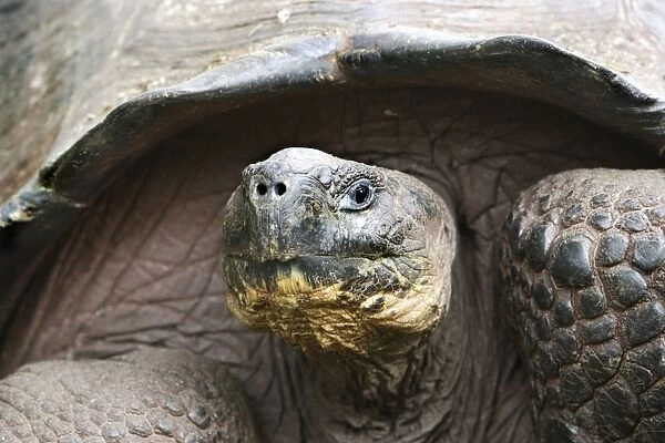 Galapagos Giant Tortoise. Galapagos islands