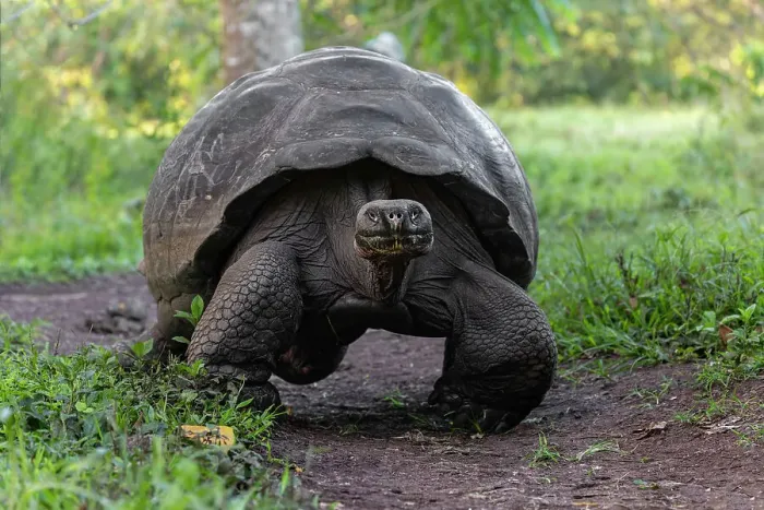 Framed Print : Galapagos giant tortoise. Genovesa Island, Galapagos Islands, Ecuador. Date: 27-07-2021 Framed Print : Galapagos giant tortoise. Genovesa Island, Galapagos Islands, Ecuador. Date: 27-07-2021