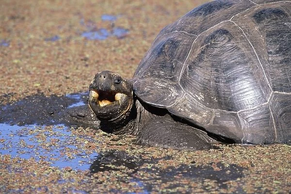 Galapagos Giant Tortoise - Indefatigable Island tortoise wallowing in pool