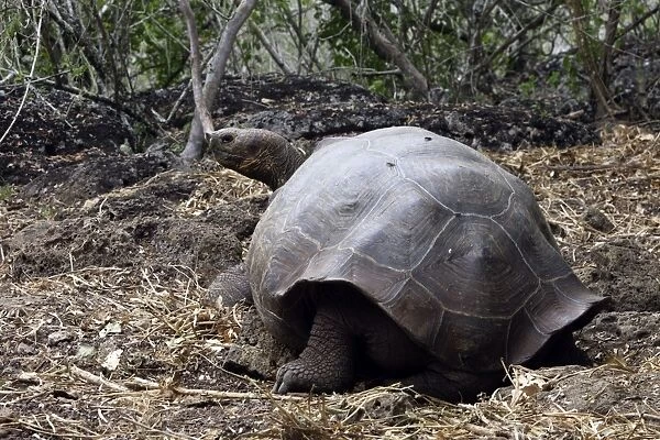 Galapagos Giant Tortoise - Intermediate shape between Dome shape and Saddle Back Shape. San Cristobal Island - Galapagos Islands
