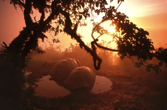 Framed Print : Galapagos Giant TORTOISE - at sunset Framed Print : Galapagos Giant TORTOISE - at sunset