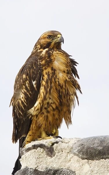 Galapagos Hawk (Buteo galapagoensis) perched. Hood, Galapagos