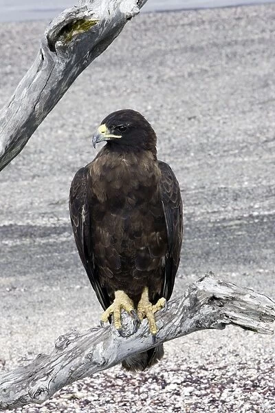 Galapagos Hawk. Fernandina island. Galapagos islands