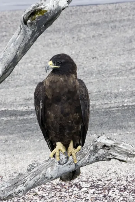 Framed Print : Galapagos Hawk. Fernandina island. Galapagos islands Framed Print : Galapagos Hawk. Fernandina island. Galapagos islands