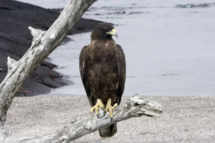 Framed Print : Galapagos Hawk. Fernandina island. Galapagos islands Framed Print : Galapagos Hawk. Fernandina island. Galapagos islands