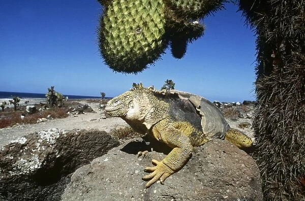 Galapagos Land Iguana - below Cactus (Opuntia sp. ), Plaza Islands, Galapagos AU-1568