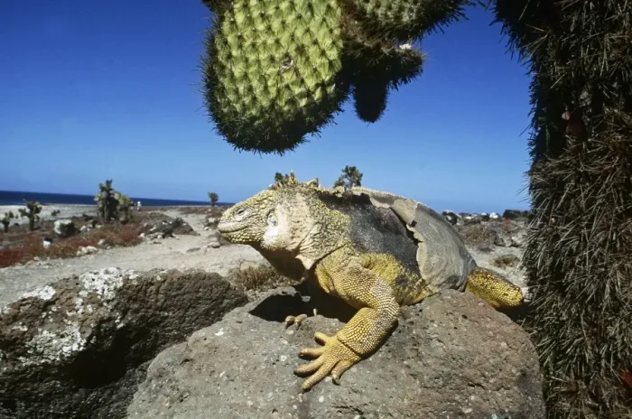 Framed Print : Galapagos Land Iguana - below Cactus (Opuntia sp. ), Plaza Islands, Galapagos AU-1568 Framed Print : Galapagos Land Iguana - below Cactus (Opuntia sp. ), Plaza Islands, Galapagos AU-1568