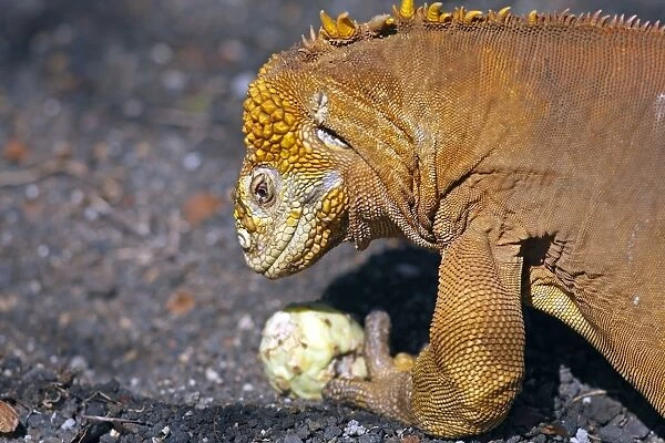 Galapagos Land Iguana - eating a cactus fruit - Santa Cruz Island - Galapagos Islands