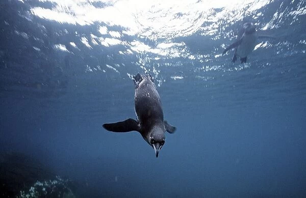 Galapagos Penguin - swimming underwater - Bartholemew Island AU-795