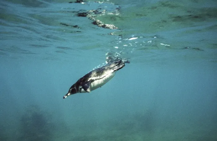 Framed Print : Galapagos Penguin - swimming underwater - Bartholemew Island AU-793 Framed Print : Galapagos Penguin - swimming underwater - Bartholemew Island AU-793