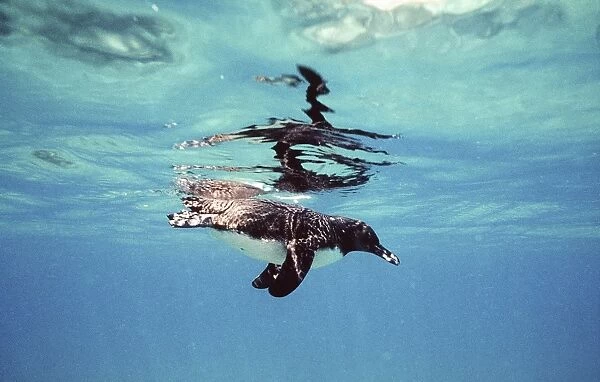 Galapagos Penguin swimming underwater - Galapagos Islands AU-1283