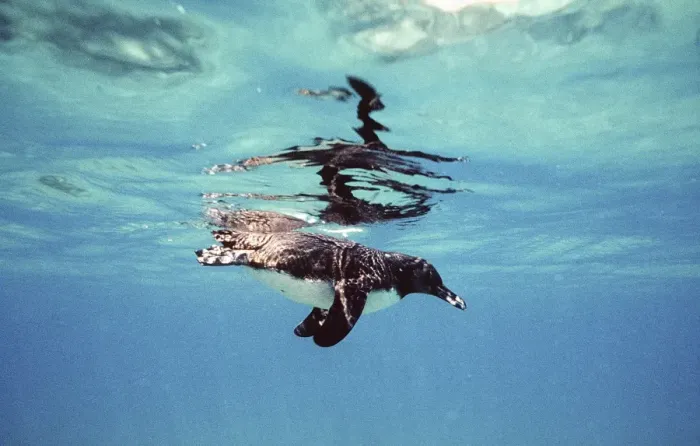 Framed Print : Galapagos Penguin swimming underwater - Galapagos Islands AU-1283 Framed Print : Galapagos Penguin swimming underwater - Galapagos Islands AU-1283