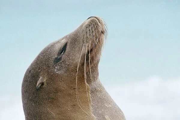 Galapagos Sea Lion - endemic subspecies Hooh Island, Galapagos