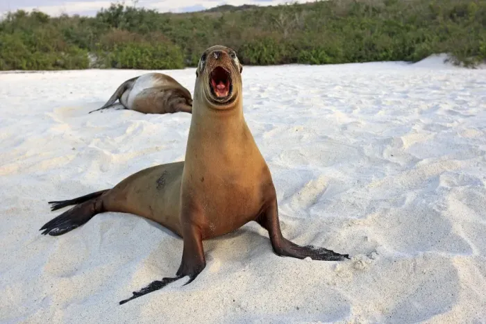 Framed Print : Galapagos Sea Lion - Espanola Island - Galapagos Islands Framed Print : Galapagos Sea Lion - Espanola Island - Galapagos Islands