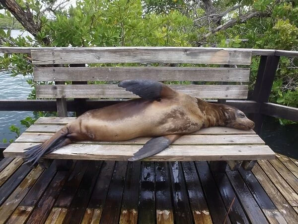 Galapagos Sea Lion - lying on a bench - Galapagos - Ecuador
