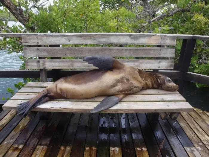 Framed Print : Galapagos Sea Lion - lying on a bench - Galapagos - Ecuador Framed Print : Galapagos Sea Lion - lying on a bench - Galapagos - Ecuador