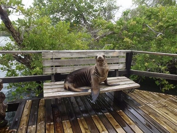 Galapagos Sea Lion - lying on a bench - Isabela - Galapagos - Ecuador