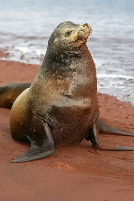 Framed Print : Galapagos Sea Lion - Rabida Island - Galapagos Framed Print : Galapagos Sea Lion - Rabida Island - Galapagos