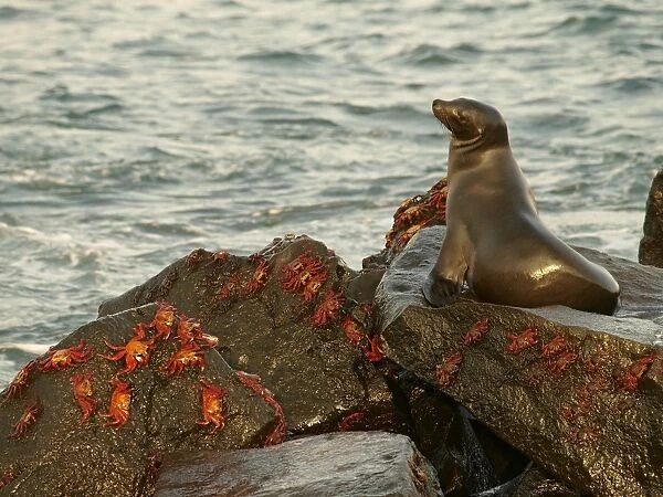 Galapagos Sea Lion - on rock with Lighfoot Crabs - Galapagos - Ecuador