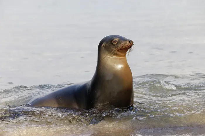 Framed Print : Galapagos sea lion, San Cristobal Island, Galapagos Islands, Ecuador. Date: 29-07-2021 Framed Print : Galapagos sea lion, San Cristobal Island, Galapagos Islands, Ecuador. Date: 29-07-2021