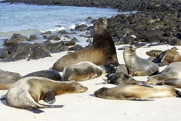 Galapagos Sea Lion - Santa Fe Island - Galapagos Islands