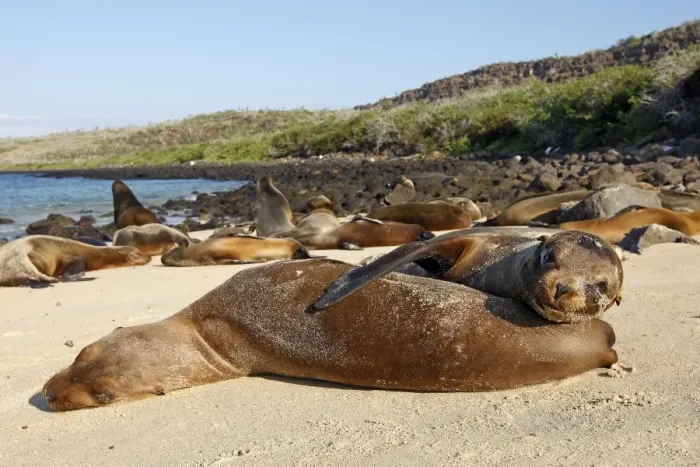 Framed Print : Galapagos Sea Lion - Santa Fe Island - Galapagos Islands Framed Print : Galapagos Sea Lion - Santa Fe Island - Galapagos Islands