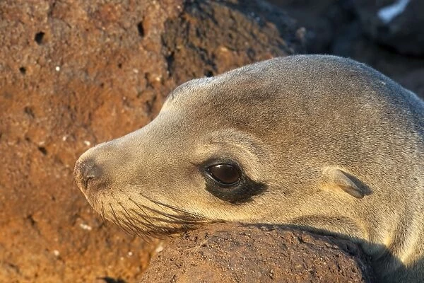 Galapagos Sea Lion - Seymour Island - Galapagos Islands