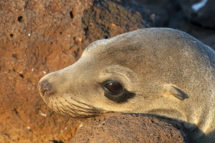 Framed Print : Galapagos Sea Lion - Seymour Island - Galapagos Islands Framed Print : Galapagos Sea Lion - Seymour Island - Galapagos Islands