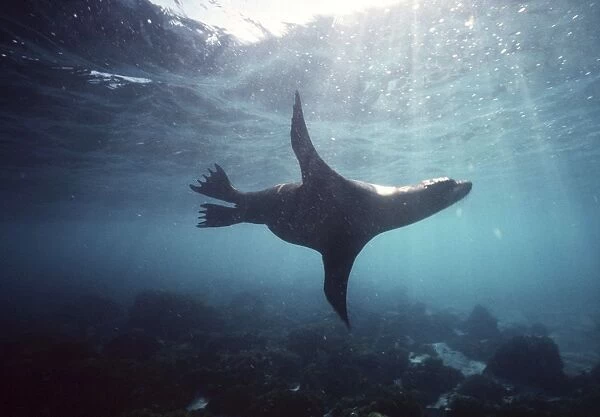Galapagos Sea Lion - swimming underwater AU-722