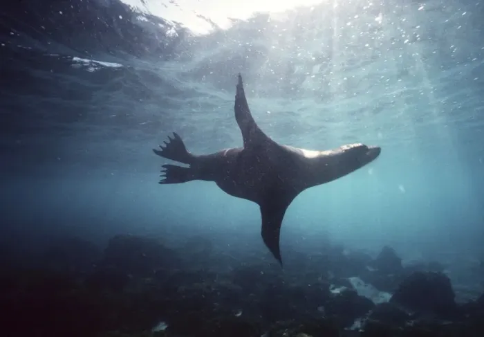 Framed Print : Galapagos Sea Lion - swimming underwater AU-722