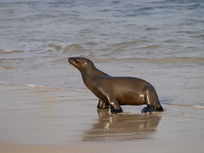 Framed Print : Galapagos Sea Lion - walking on beach - Galapagos - Ecuador Framed Print : Galapagos Sea Lion - walking on beach - Galapagos - Ecuador