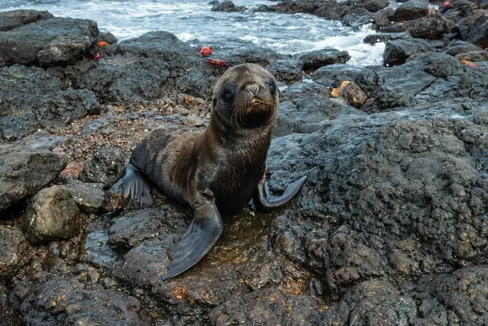 Framed Print : Galapagos Sea Lion (Zalophus californianus wollebaeki), South Plaza Island, Galapagos islands, Ecuador. Date: 03-11-2017
