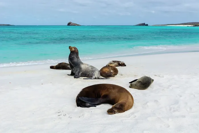 Framed Print : Galapagos Sea Lions (Zalophus californianus wollebaeki), Gardner Bay, Espanola Island, Galapagos islands, Ecuador. Date: 01-11-2017