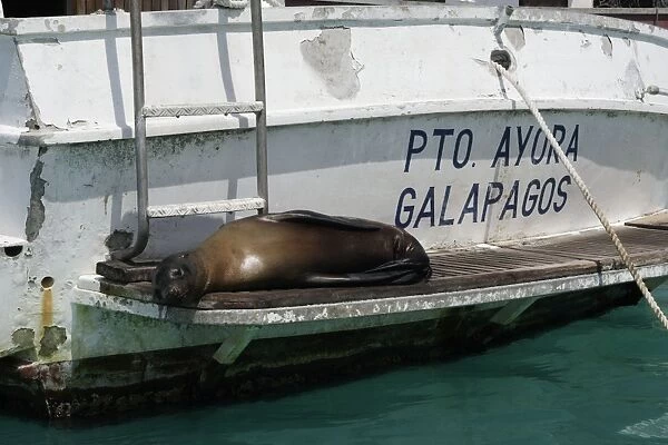 Galapagos Sealion - lying on edge of boat. Puerto Ayora - Santa Cruz island - Galapagos