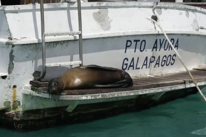Framed Print : Galapagos Sealion - lying on edge of boat. Puerto Ayora - Santa Cruz island - Galapagos Framed Print : Galapagos Sealion - lying on edge of boat. Puerto Ayora - Santa Cruz island - Galapagos