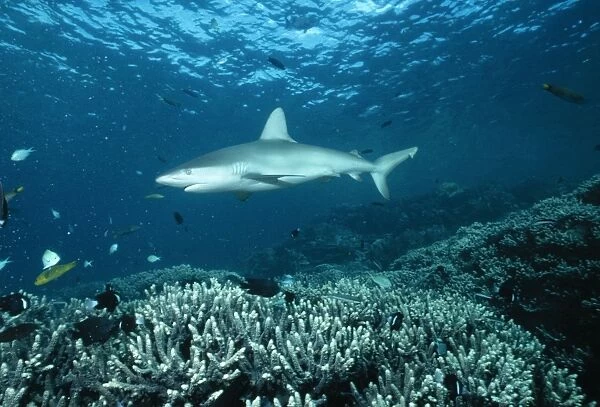 Galapagos Shark Distribution: Pacific Ocean, Coco Islands, Galapagos Islands