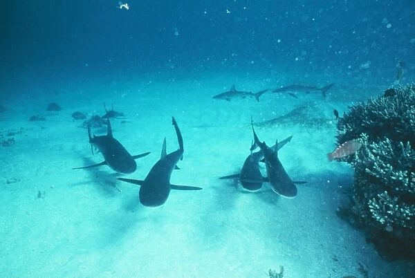 Galapagos Shark NSW, Australia