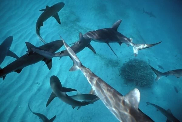 Galapagos Shark - Sharks congregate in lagoon expecting food from tourist operators. Lord Howe Island. Australia GAL-007