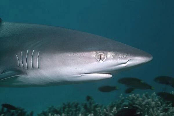 Galapagos Shark - These sharks are inquisitive and will swim close to divers. Lord Howe Island. Australia GAL-012