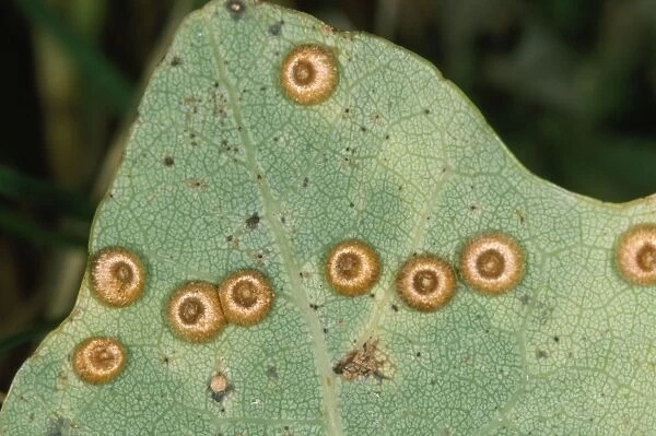 Gall-wasp - Silk Button Spangle Galls on Oak