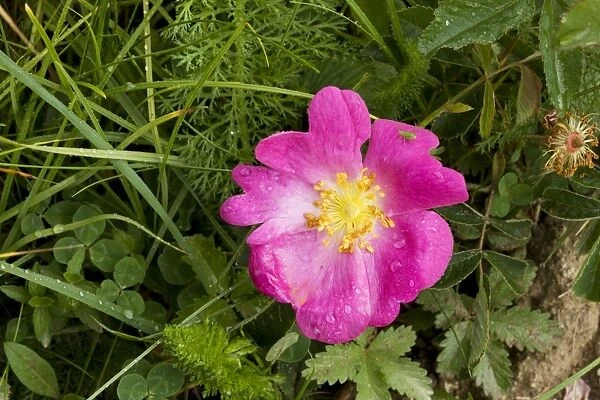 Gallic Rose or Rose of Provence ( Rosa gallica); also known as the 'Red Rose of Lancaster'