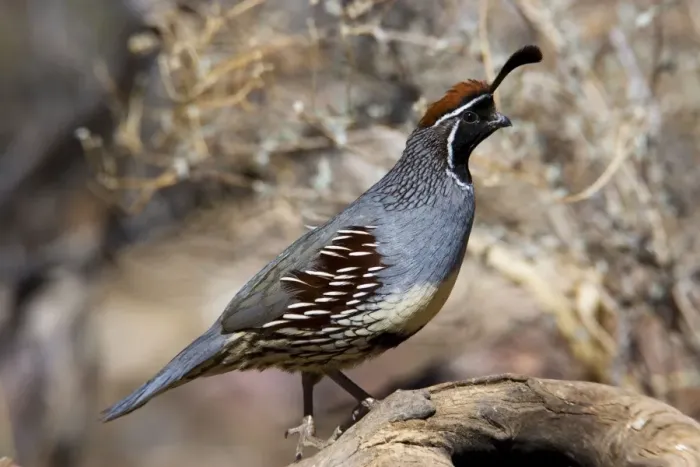 Framed Print : Gambel's Quail Framed Print : Gambel's Quail