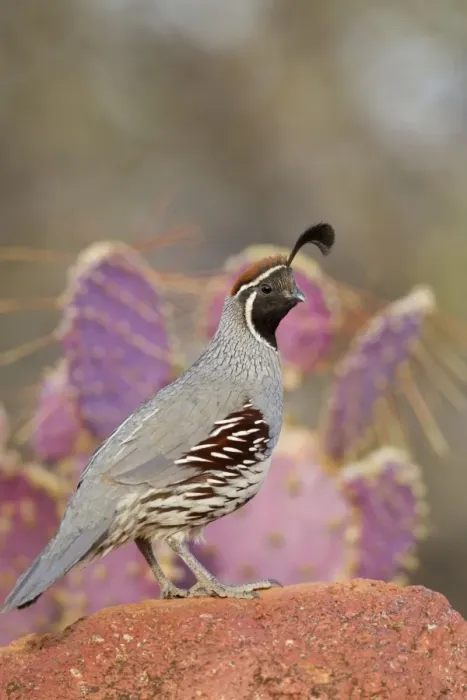 Framed Print : Gambel's Quail - adult male - March - Southeast Arizona - March - USA Framed Print : Gambel's Quail - adult male - March - Southeast Arizona - March - USA