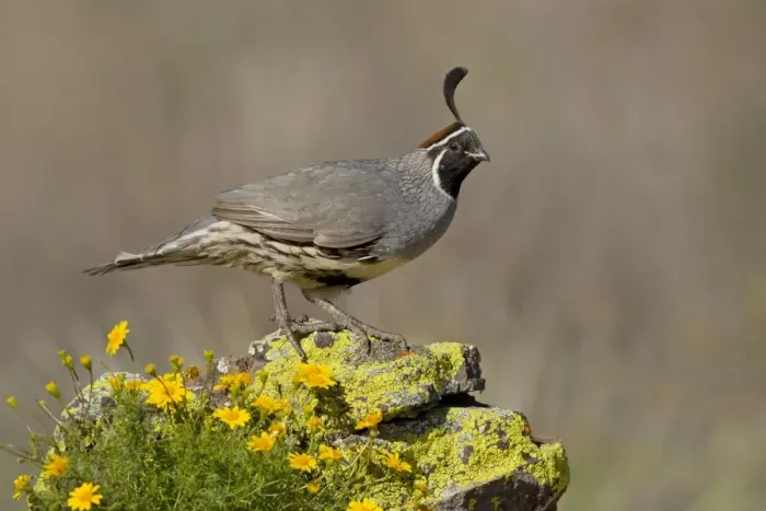 Framed Print : Gambel's Quail - adult male - March - Southeast Arizona - March - USA Framed Print : Gambel's Quail - adult male - March - Southeast Arizona - March - USA