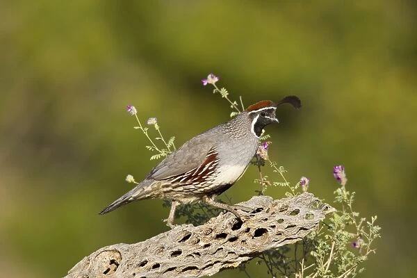Gambel's Quail. Adult male. Southeast Arizona in March. USA