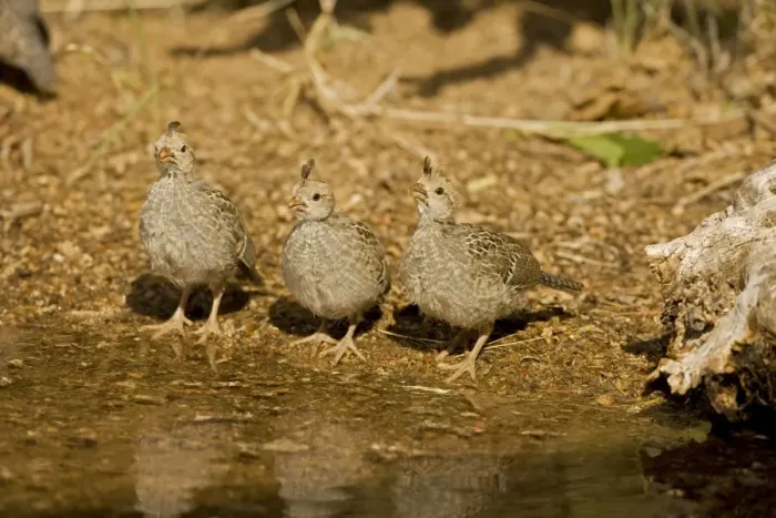 Framed Print : Gambel's Quail - Babies drinking from temporary pool- Arizona - USA Framed Print : Gambel's Quail - Babies drinking from temporary pool- Arizona - USA